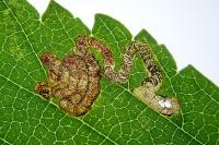 Stigmella viscerella
