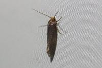 Cephimallota crassiflavella