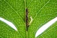 Bucculatrix bechsteinella