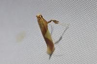 Caloptilia alchimiella/robustella