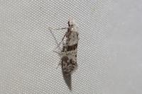 Scythropia crataegella