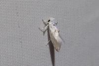 Niphonympha dealbatella