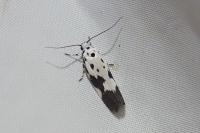 Ethmia quadrillella