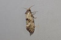 Cochylis molliculana
