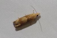 Eucosma conterminana