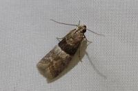 Elegia atrifasciella