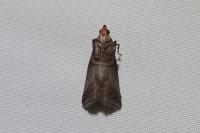 Acrobasis advenella