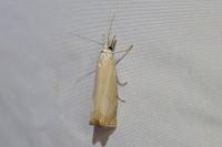Chrysoteuchia culmella