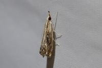 Catoptria verellus