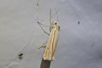 Ancylolomia tentaculella