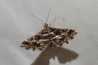 Diasemiopsis ramburialis