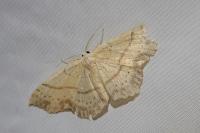 Cyclophora punctaria