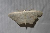 Scopula emutaria
