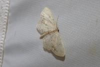 Idaea dimidiata