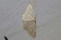 Idaea subsericeata