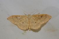 Idaea rubraria