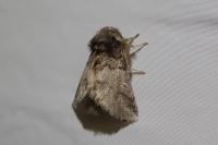 Thaumetopoea processionea