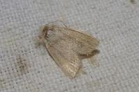 Denticucullus pygmina