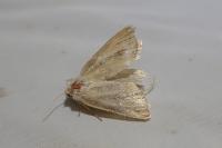 Denticucullus pygmina