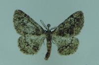 Cleorodes lichenaria