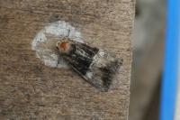 Mesoligia furuncula