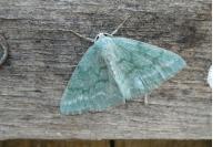 Pseudoterpna pruinata