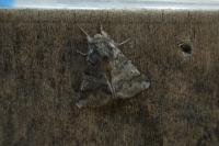Thaumetopoea processionea