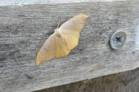 Watsonalla binaria