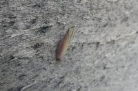 Oncocera semirubella