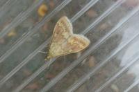 Ostrinia nubilalis/scapulalis