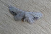 Idaea dimidiata