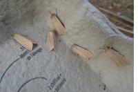 Mythimna pallens