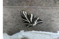 Euplagia quadripunctaria