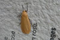 Wittia sororcula