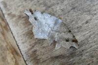 Macaria alternata