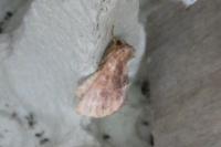 Ptilodon capucina