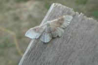 Idaea degeneraria