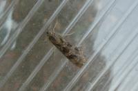 Nomophila noctuella
