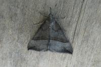 Hypena proboscidalis