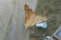 Ennomos fuscantaria