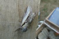 Pheosia tremula