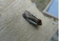 Ochropleura plecta