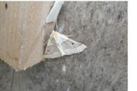 Crocallis elinguaria
