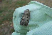 Agrotis exclamationis