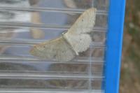 Idaea straminata