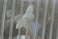 Idaea subsericeata
