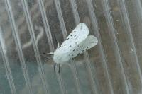 Spilosoma lubricipeda
