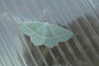 Campaea margaritaria