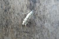 Homoeosoma sinuella