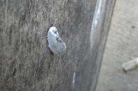 Cilix glaucata